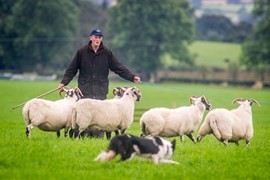 Lambs and sheep  in field Root