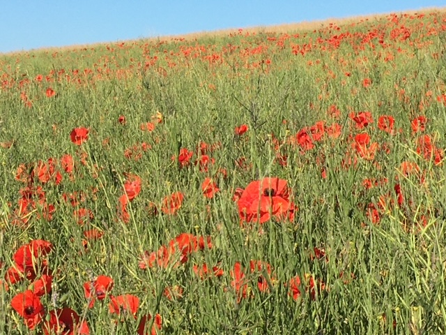 Poppies in field