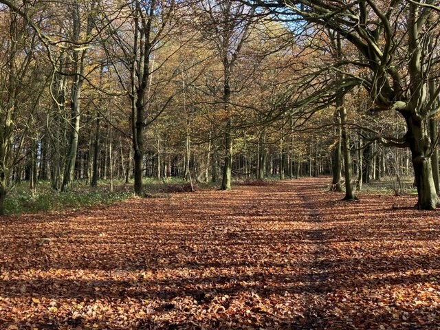 Path through the woods